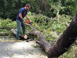 How Our Tree Care Process Works  in  Tok, AK